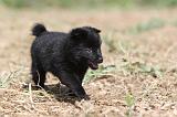 SCHIPPERKE 247